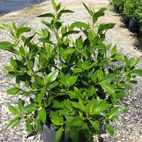 Buttonwood Standard Green (Conocarpus erectus) - PlantologyUSA - 3 Gallon