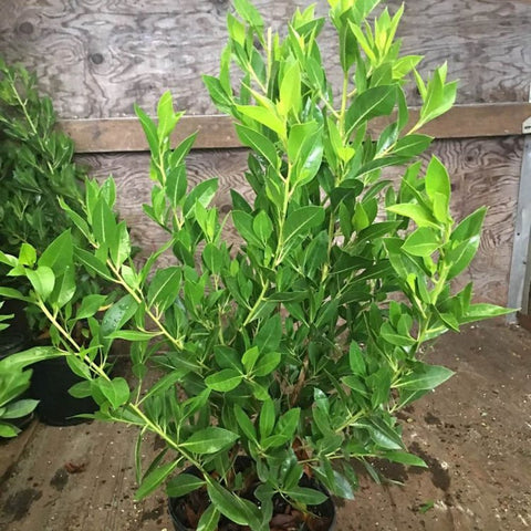 Buttonwood Standard Green (Conocarpus erectus) - PlantologyUSA - 3 Gallon