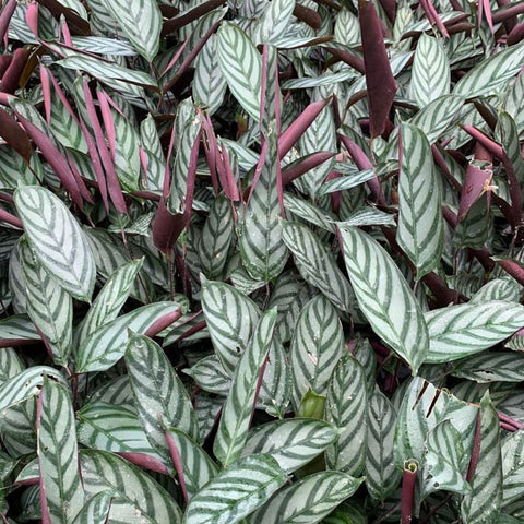 Calathea Exotica (Calathea majestica 'Exotica') - PlantologyUSA - 2-3.5 feet