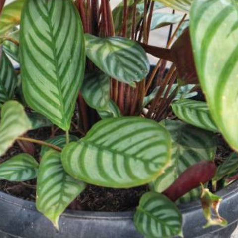 Calathea Exotica (Calathea majestica 'Exotica') - PlantologyUSA - 2-3.5 feet