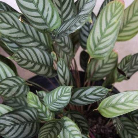 Calathea Exotica (Calathea majestica 'Exotica') - PlantologyUSA - 2-3.5 feet