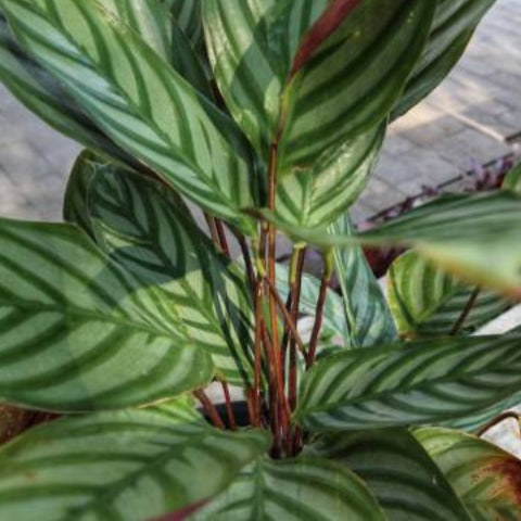 Calathea Exotica (Calathea majestica 'Exotica') - PlantologyUSA - 2-3.5 feet