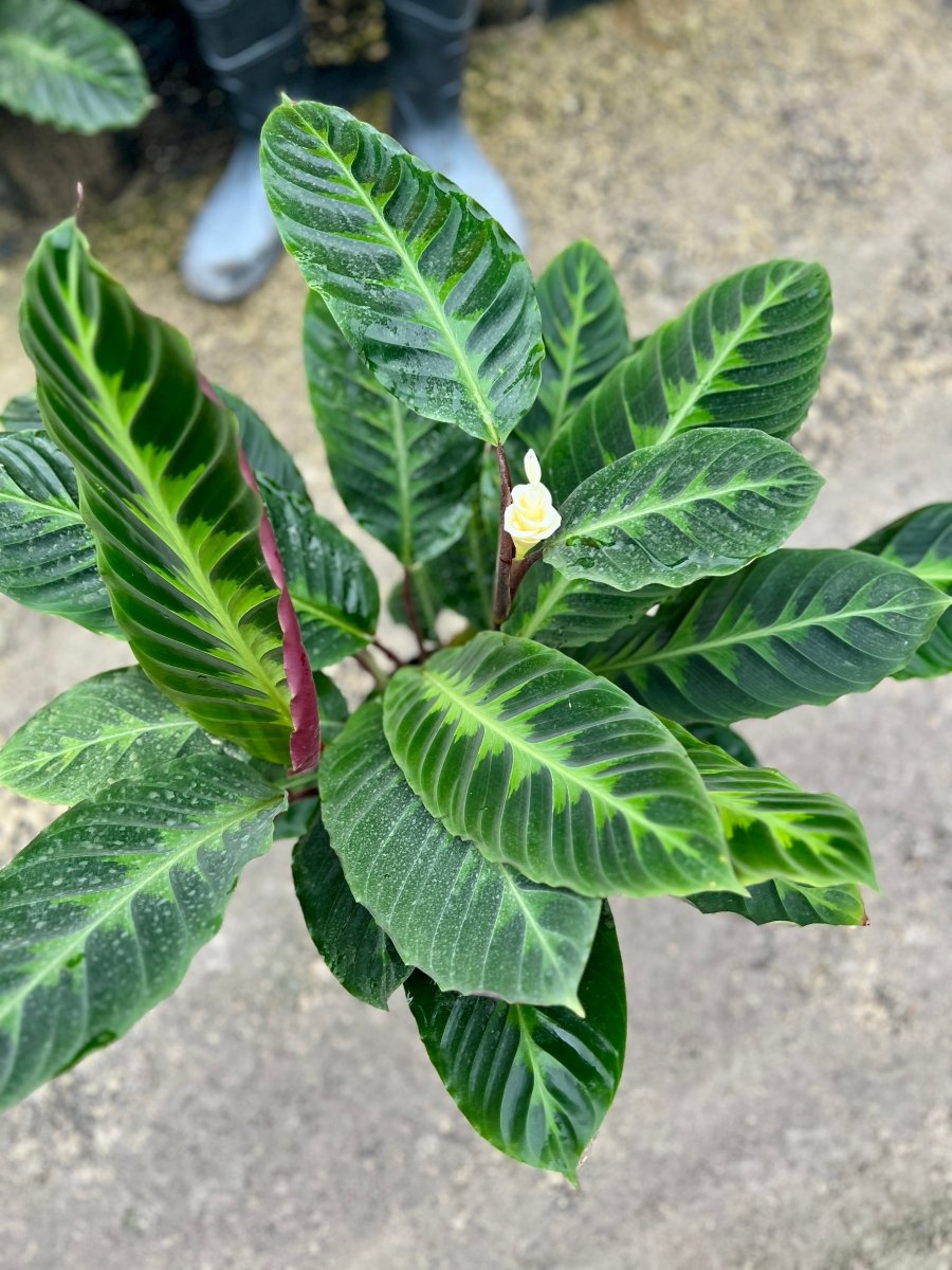 calathea temperature tolerance Calathea Warscewiczil – Plantology USA