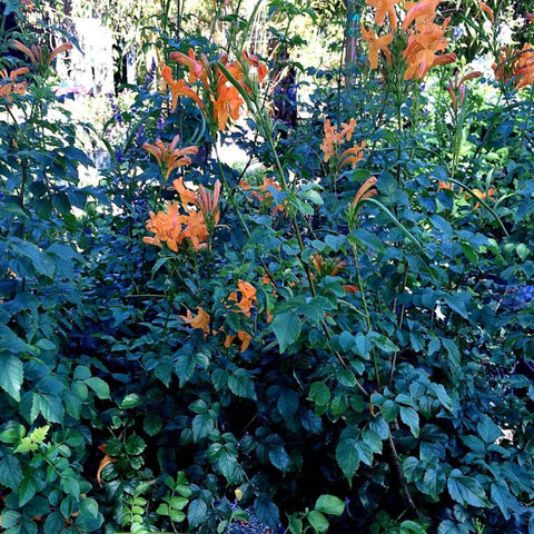 Cape Honey Suckle Orange (Tecoma capensis) - PlantologyUSA - Medium