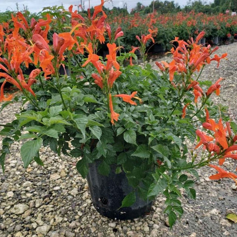Cape Honey Suckle Orange (Tecoma capensis) - PlantologyUSA - Medium