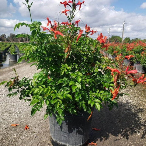 Cape Honey Suckle Orange (Tecoma capensis) - PlantologyUSA - Medium