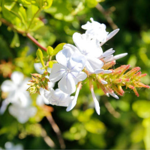 Cape Leadwort White (Plumbago auriculata 'Alba') - PlantologyUSA - 1-2 feet