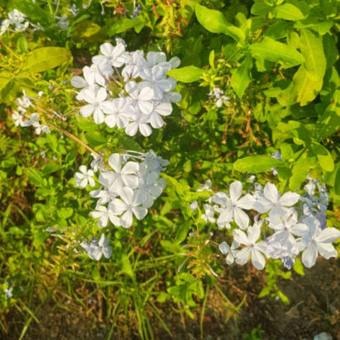 Cape Leadwort White (Plumbago auriculata 'Alba') - PlantologyUSA - 1-2 feet
