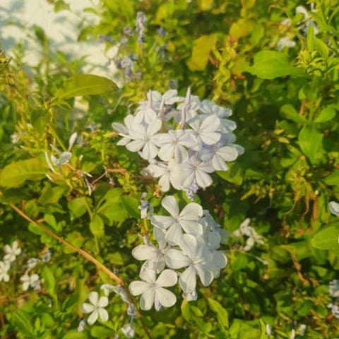 Cape Leadwort White (Plumbago auriculata 'Alba') - PlantologyUSA - 1-2 feet