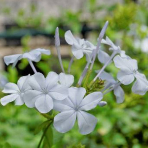 Cape Leadwort White (Plumbago auriculata 'Alba') - PlantologyUSA - 1-2 feet