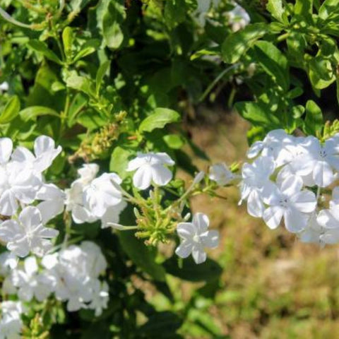 Cape Leadwort White (Plumbago auriculata 'Alba') - PlantologyUSA - 2-3 feet