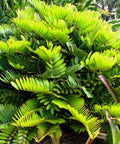 Cardboard Palm (Zamia Furfuracea) - PlantologyUSA - 3 Gallon