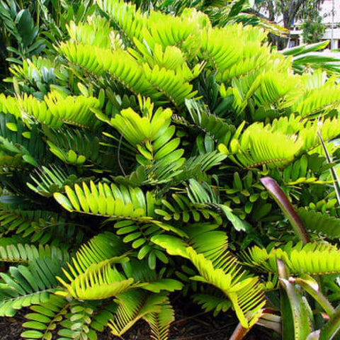 Cardboard Palm (Zamia Furfuracea) - PlantologyUSA - 3 Gallon