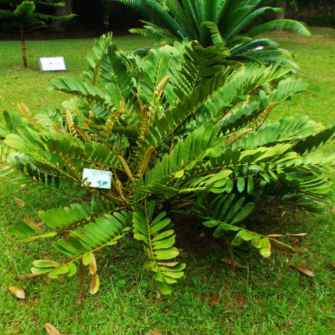 Cardboard Palm (Zamia Furfuracea) - PlantologyUSA - 3 Gallon