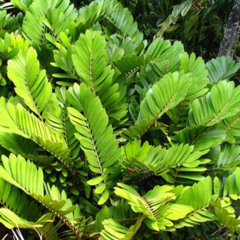 Cardboard Palm (Zamia Furfuracea) - PlantologyUSA - 7 Gallon