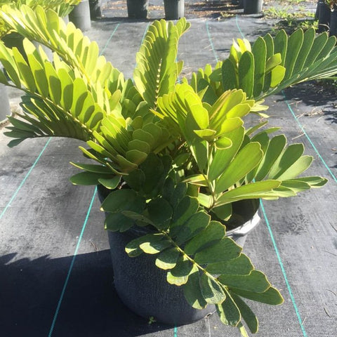 Cardboard Palm (Zamia Furfuracea) - PlantologyUSA - 7 Gallon
