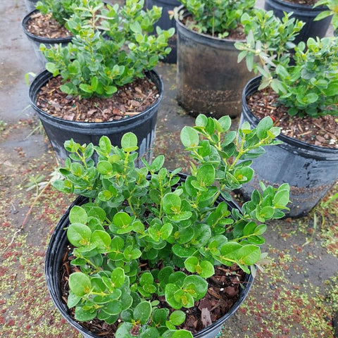 Carissa Boxwood Beauty (Carissa macrocarpa 'Boxwood Beauty') - PlantologyUSA - Medium