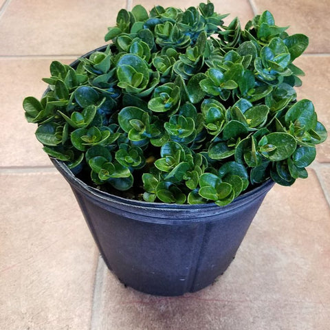 Carissa Boxwood Beauty (Carissa macrocarpa 'Boxwood Beauty') - PlantologyUSA - Medium