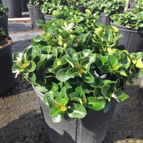 Carissa Boxwood Beauty (Carissa macrocarpa 'Boxwood Beauty') - PlantologyUSA - Medium
