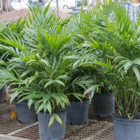 Cat Palm (Chamaedorea cataractarum) - PlantologyUSA - 3 gallon