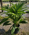 Chinese Fan Palm Single (Livistona Chinensis) - PlantologyUSA - Large 24-28"