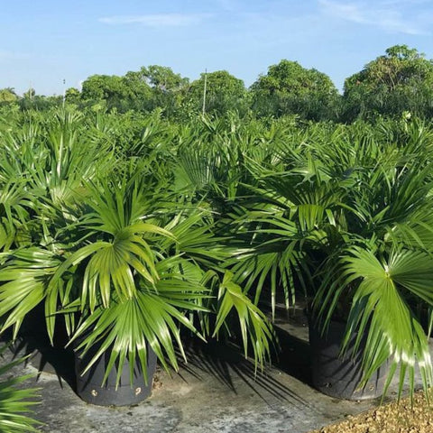 Chinese Fan Palm Single (Livistona Chinensis) - PlantologyUSA - Medium 14-18"