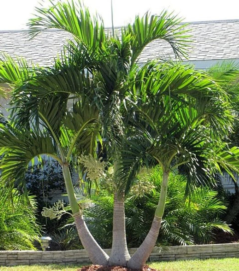 Christmas Palm - Adonidia Palm Triple (Adonidia merrilli) - PlantologyUSA - 2.5-3.5 feet