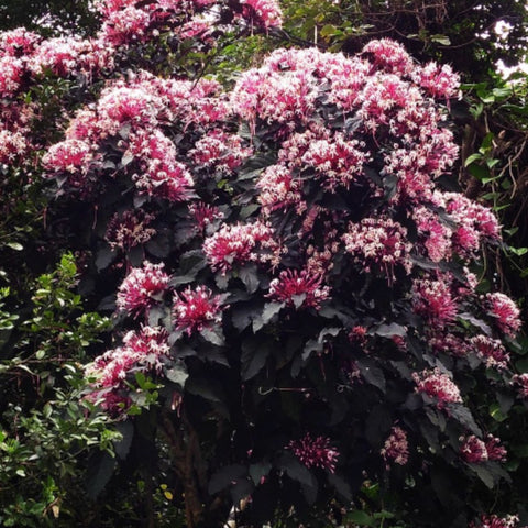 Clerodendrom Starburst Bush (Clerodendrum quadriloculare) - PlantologyUSA - 3 Gallon