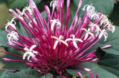 Clerodendrom Starburst Bush (Clerodendrum quadriloculare) - PlantologyUSA - 3 Gallon
