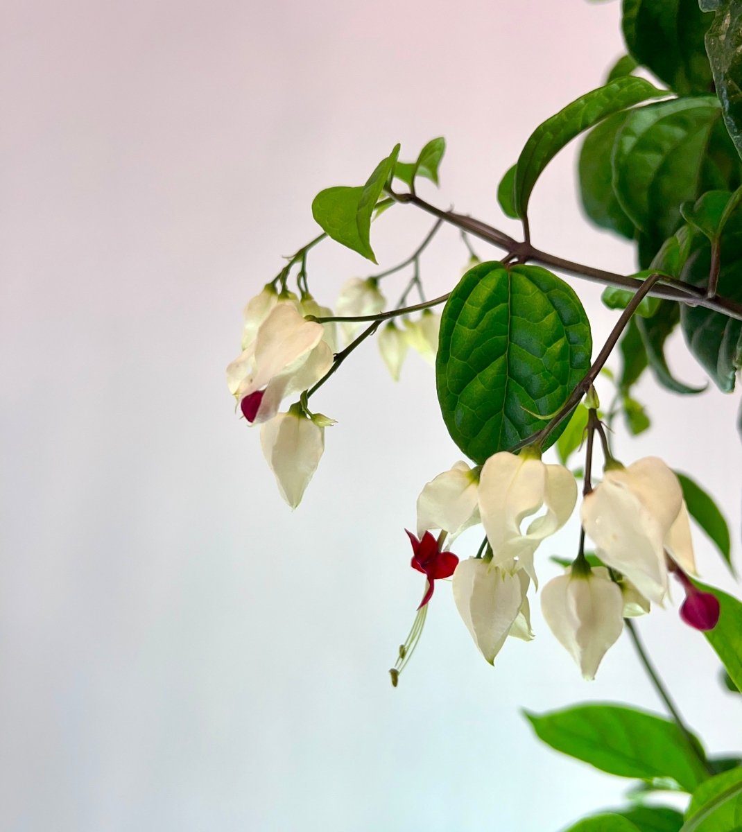 bleeding heart plant indoors Clerodendrum, Bleeding Heart Trellised (Clerodendrum thomsoniae)