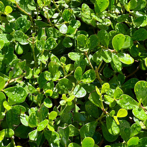 Clusia Guttifera Small Leaf (Clusia guttifera) - PlantologyUSA - 1 gallon