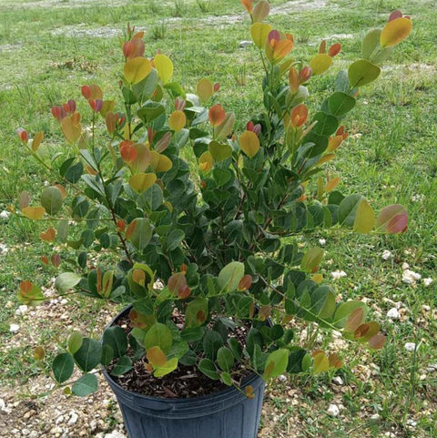 Cocoplum (Chrysobalanus icaco 'Red Tip') - PlantologyUSA - Large