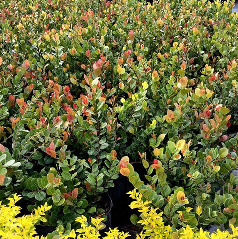 Cocoplum (Chrysobalanus icaco 'Red Tip') - PlantologyUSA - Medium