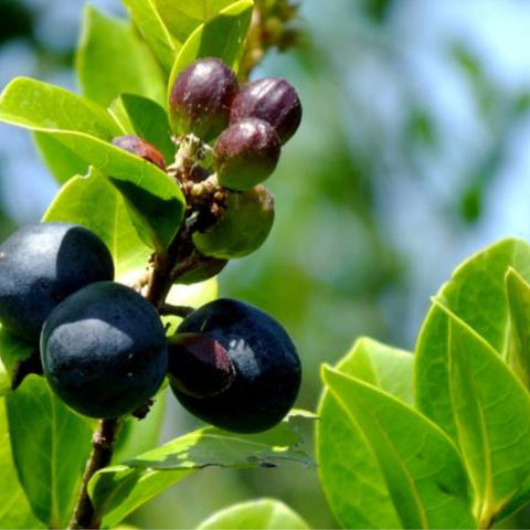 Cocoplum Green Horizontal (Chrysobalanus icaco) - PlantologyUSA - Large 24-28"