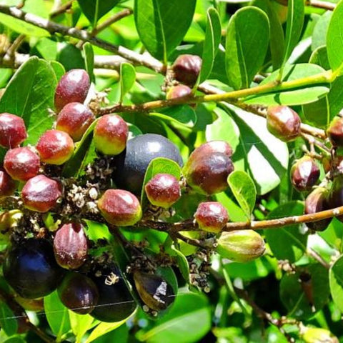 Cocoplum Green Horizontal (Chrysobalanus icaco) - PlantologyUSA - Large 24-28"