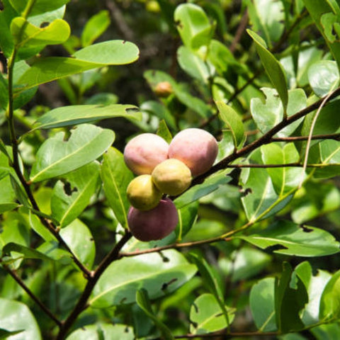 Cocoplum Green Horizontal (Chrysobalanus icaco) - PlantologyUSA - Large 24-28"