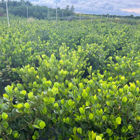 Cocoplum Green Horizontal (Chrysobalanus icaco) - PlantologyUSA - Large 24-28"