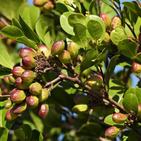 Cocoplum Green Horizontal (Chrysobalanus icaco) - PlantologyUSA - Large 24-28"