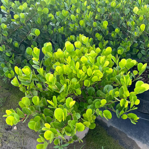 Cocoplum Green Horizontal (Chrysobalanus icaco) - PlantologyUSA - Medium 10-12"