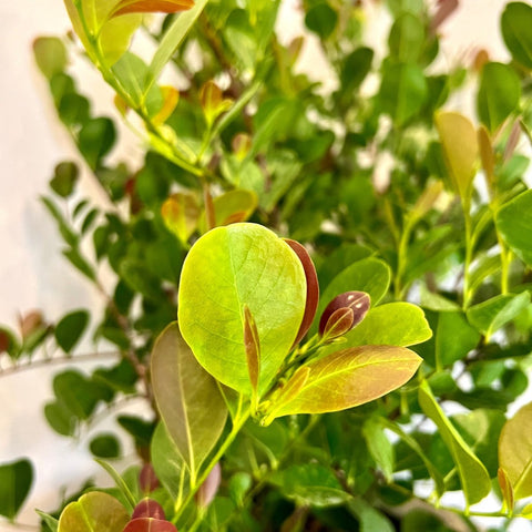 Cocoplum Redtip (Chrysobalanus Icaco L) - PlantologyUSA - Medium