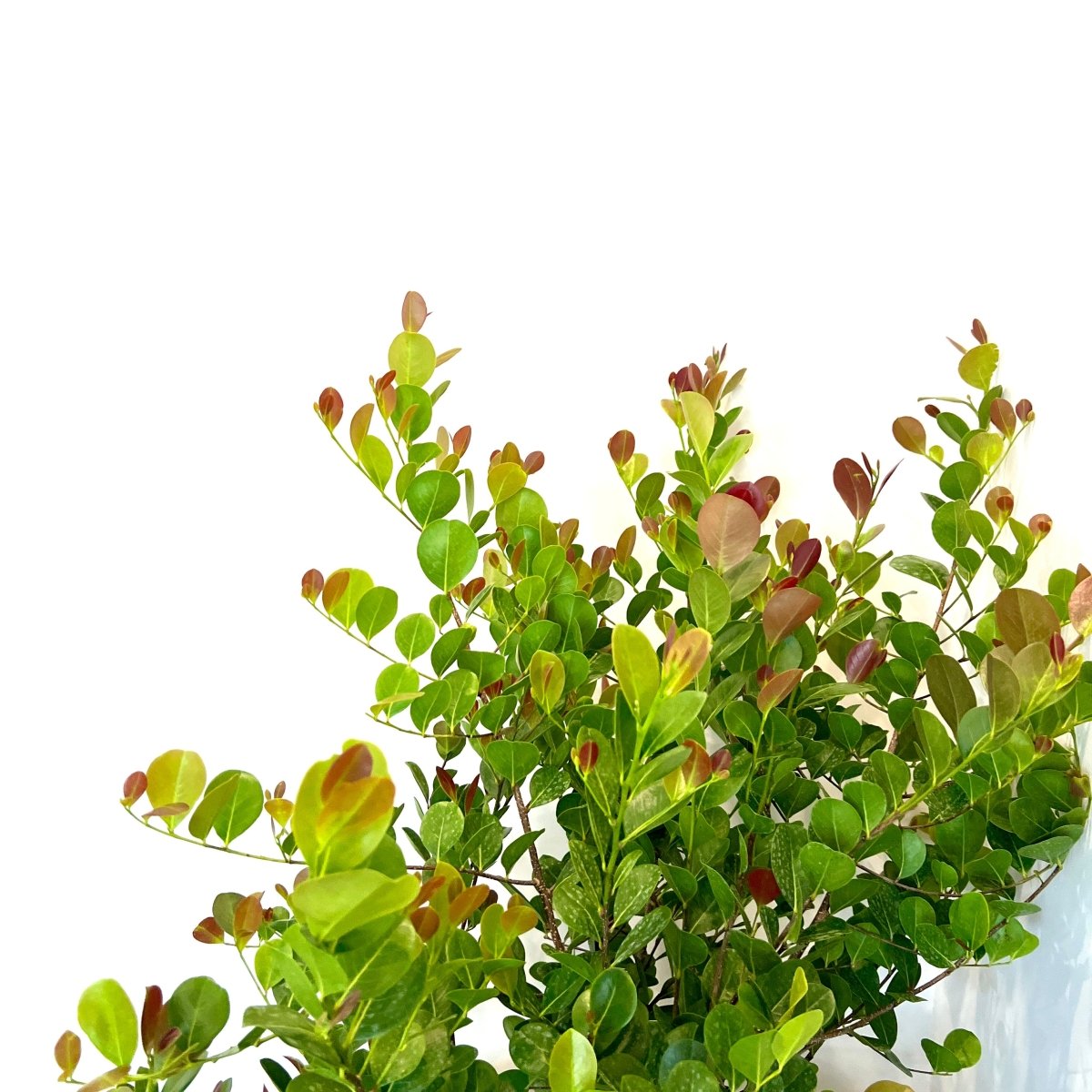 ciumbrud plant Cocoplum Redtip for Sale