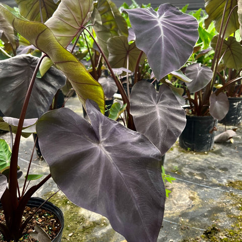 Colocasia Black Magic (Colocasia esculenta) - PlantologyUSA - Medium 12-14"