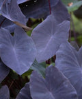 Colocasia Black Magic (Colocasia esculenta) - PlantologyUSA - Medium 12-14"