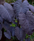 Colocasia Black Magic (Colocasia esculenta) - PlantologyUSA - Medium 12-14"