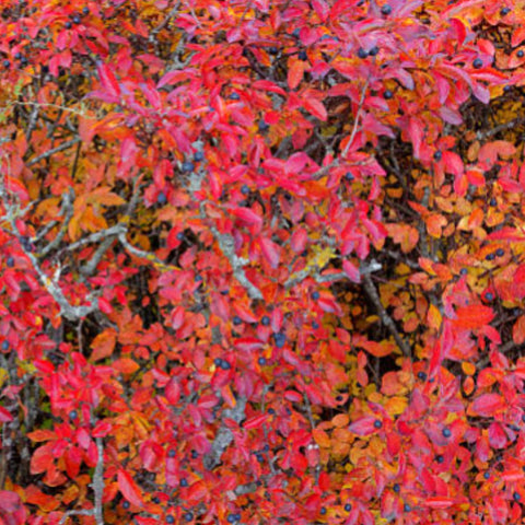Copperleaf Dwarf (Acalypha wilkesiana) - PlantologyUSA - Large 24-30"