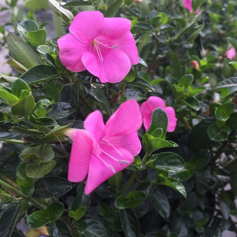 Coral Creeper (Barleria repens 'Pink Star') - PlantologyUSA - Small