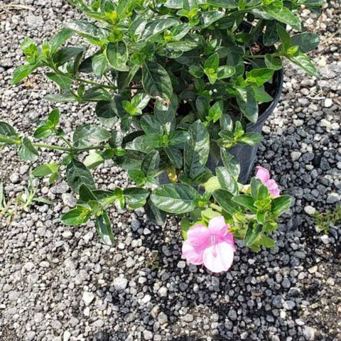 Coral Creeper (Barleria repens 'Pink Star') - PlantologyUSA - Small