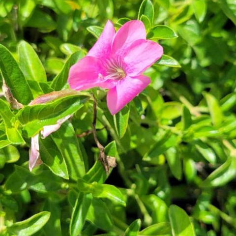 Coral Creeper (Barleria repens 'Pink Star') - PlantologyUSA - Small
