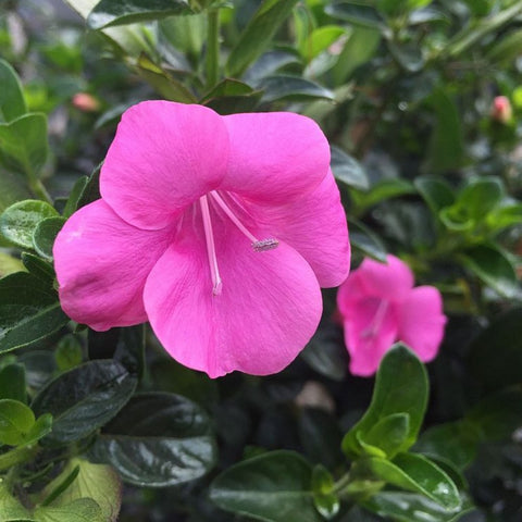 Coral Creeper (Barleria repens 'Pink Star') - PlantologyUSA - Small
