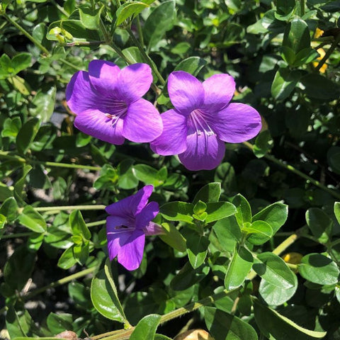 Coral Creeper (Barleria repens 'Purple') - PlantologyUSA - Small